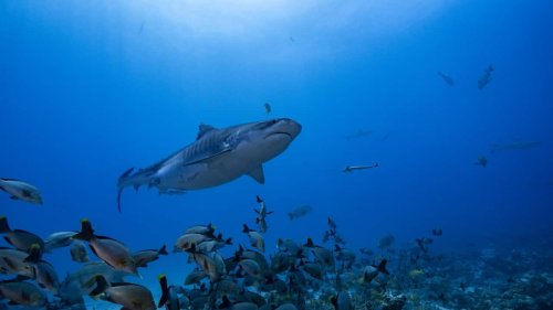 Investigating the mysteries of tiger sharks