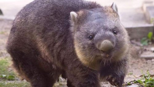 From Tasmania to Japan: Meet Mr Wine, the world's oldest wombat