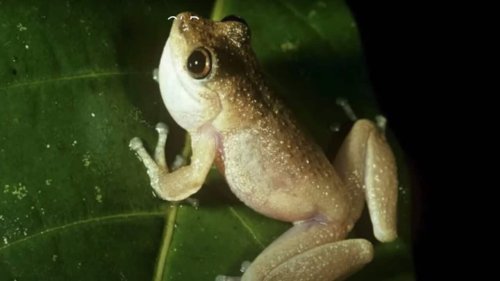 Australian frog species joins global extinction risk list amid warning on scale of crisis