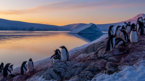 US defends tariffs on uninhabited Australian islands populated by penguins and seals