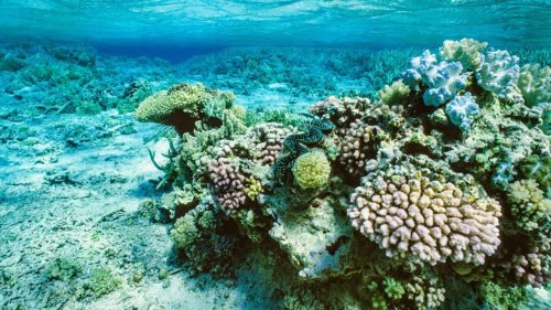 A long-awaited report wants the Great Barrier Reef to be put on an 'in danger' list. Here's why