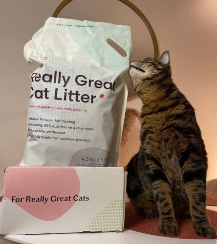 Tuft + Paw Reviews Updated | Modern Cat Furniture 2023