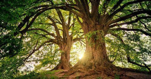 Tree Quotes and Captions for Nature Lovers