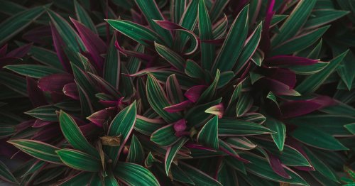 18 Stunning Plants With Purple and Green Leaves for a Vibrant Garden