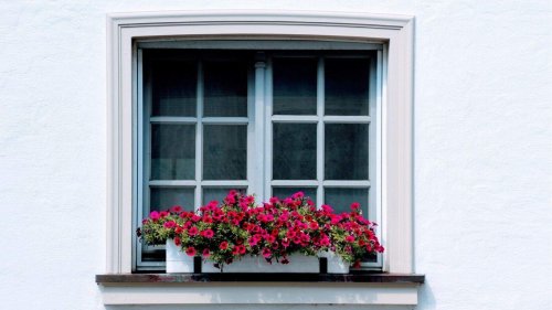 11 Edible Flowers You Can Grow in a Pot or Window Box