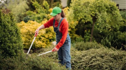 These Wild Plants Might Be in Your Yard—and They're Delicious