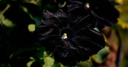 20 Unique Plants Featuring Black and White Flowers