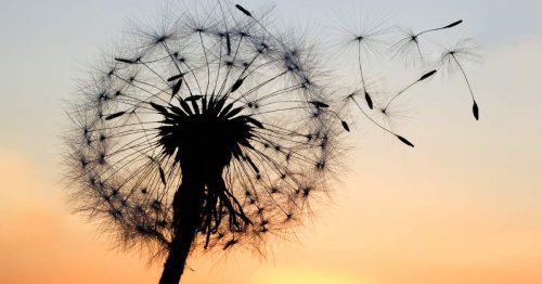 Dandelion Symbolism: Meaning and Significance