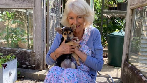 Zuwachs bei den Royals: Königin Camilla stellt ihren neuen Hund vor