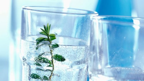 Wassersprudler ungygienisch? Auf das soll bei der Nutzung geachtet werden