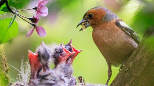 Vogelschutzzeit hat begonnen: Was darf man jetzt im Garten machen?