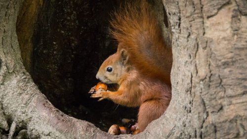 Überlebenshilfe für Eichhörnchen: Tipps für den Garten