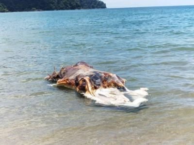 Mystère sur la plage malaisienne : une créature marine non identifiée intrigue les experts