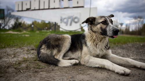 Chiens, loup, grenouilles : ces animaux "mutants" qui vivent à Tchernobyl