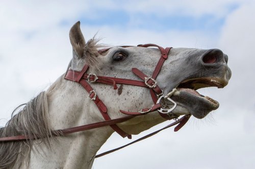 Whoa! When horses whinny, they whistle and sing at the same time | Flipboard