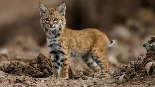 Ancient bobcat buried like a human being