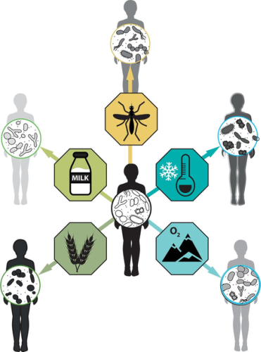 The role of the microbiota in human genetic adaptation