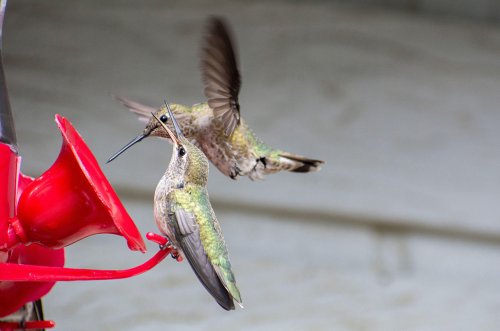 Bird feeders have caused a dramatic evolution of California hummingbirds