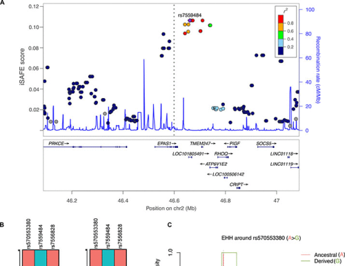 Functional EPAS1/HIF2A missense variant is associated with hematocrit in Andean highlanders