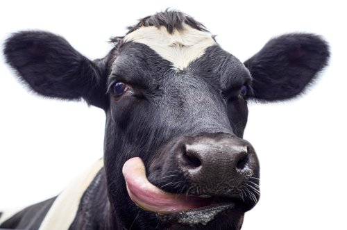 Hemp may get cows high, but will their milk do the same to you?