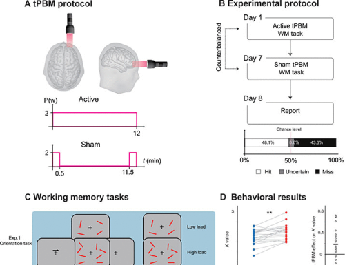 Transcranial photobiomodulation enhances visual working memory capacity in humans