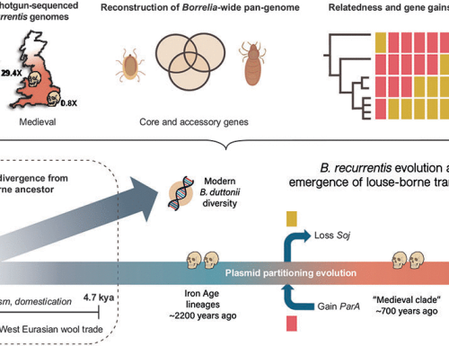 Ancient Borrelia genomes document the evolutionary history of louse-borne relapsing fever