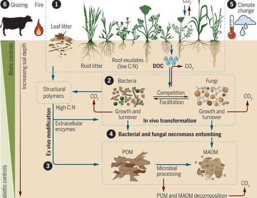 Grassland soil carbon sequestration: Current understanding, challenges, and solutions