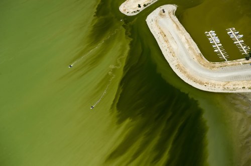 To tame lake-fouling algal blooms, try an ecosystem approach