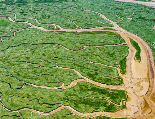Recovering wetland biogeomorphic feedbacks to restore the world’s biotic carbon hotspots