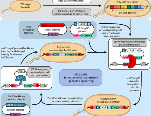 High-throughput Genetic Engineering Of Nonmodel And Undomesticated ...