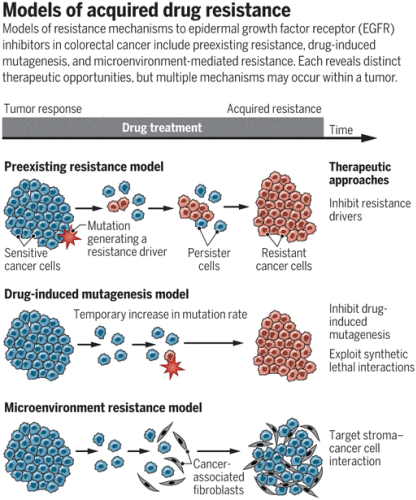 Targeted drugs ramp up cancer mutability