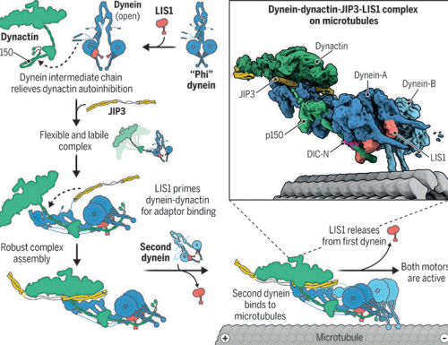 Molecular mechanism of dynein-dynactin complex assembly by LIS1