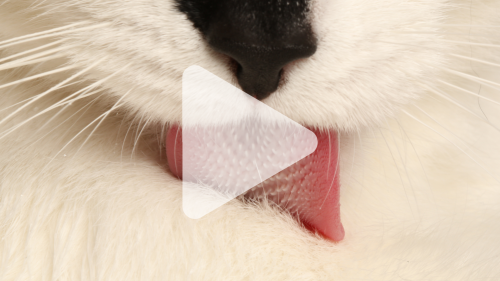 How do cats stay so clean? Video reveals secrets of the feline tongue