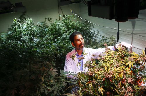 New U.S. law promises to light up marijuana research