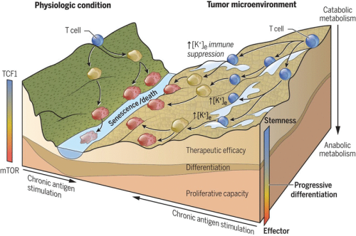 T cell stemness and dysfunction in tumors are triggered by a common mechanism