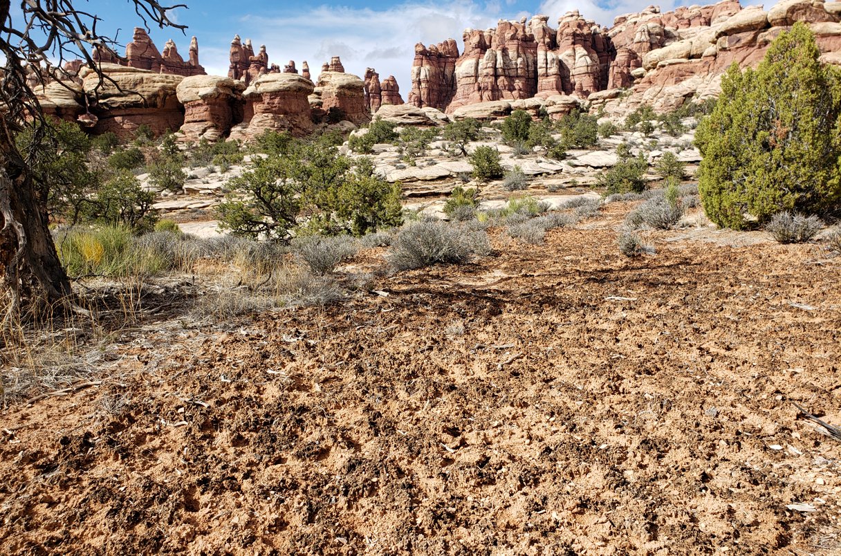Climate change is killing off soil organisms critical for some of Earth’s ecosystems