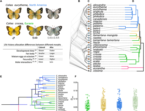Evidence for a single, ancient origin of a genus-wide alternative life history strategy