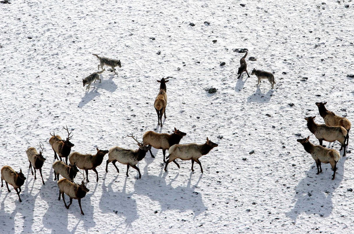 Predation, not fear of wolves, keeps elk from denuding Yellowstone