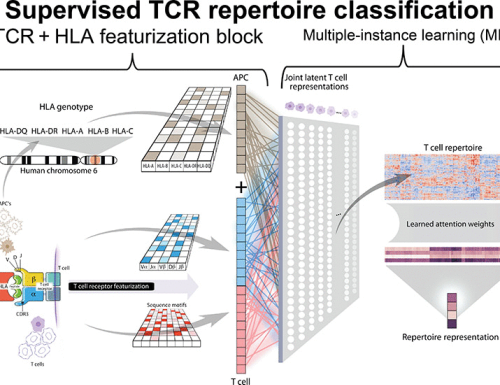 Deep learning reveals predictive sequence concepts within immune repertoires to immunotherapy