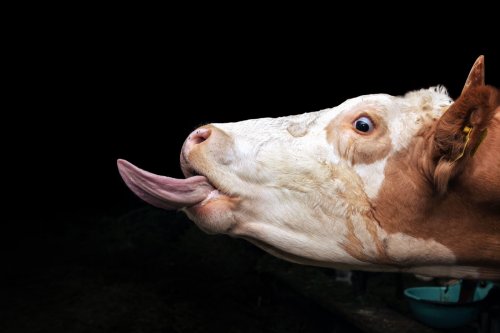 How the tongue shaped life on Earth