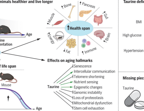 Taurine deficiency as a driver of aging