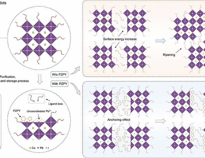 Molecule-induced ripening control in perovskite quantum dots for efficient and stable light-emitting diodes