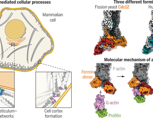 Molecular mechanism of actin filament elongation by formins