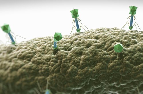 There's now a cleaner, better way to create viruses that kill antibiotic-resistant bacteria