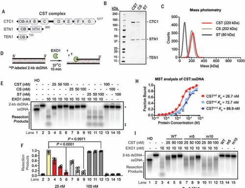 CTC1-STN1-TEN1 controls DNA break repair pathway choice via DNA end resection blockade