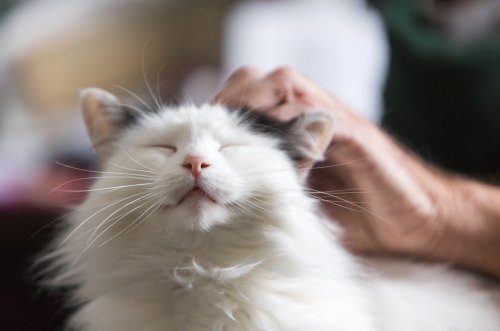 How do cats purr? New finding challenges long-held assumptions