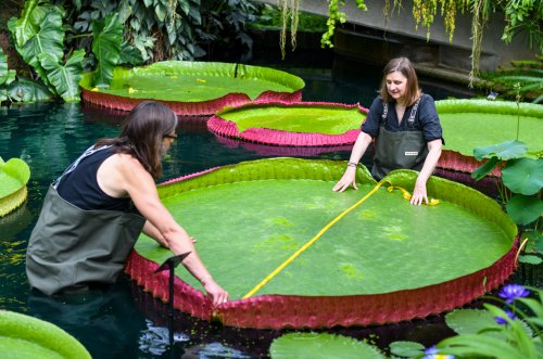 World’s largest water lily is a species of its own