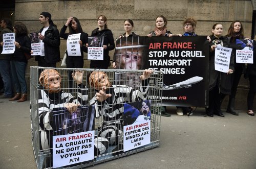 Airline’s decision to end monkey transports will worsen shortage in research