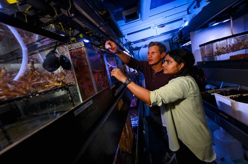 Nanoparticle gel could help save degraded coral reefs