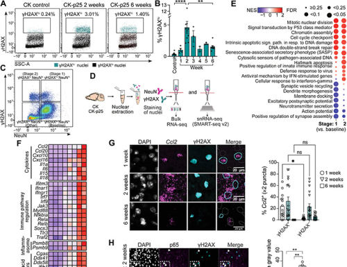 Neurons burdened by DNA double-strand breaks incite microglia activation through antiviral-like signaling in neurodegeneration